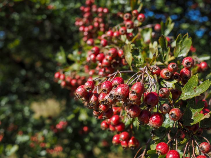 Ripe hawthorn berries on a bush