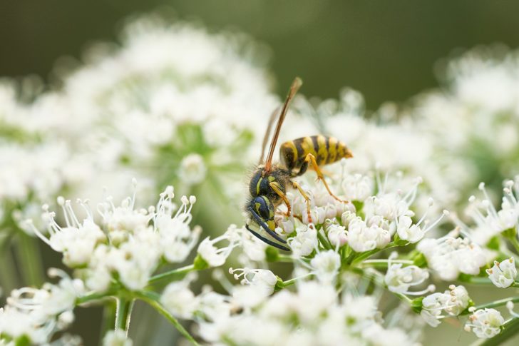 A wasp drinking nectar from a white flower