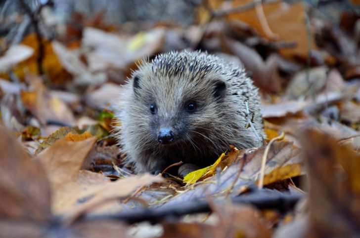 Hedgehog standing in some leaf litter in autumn