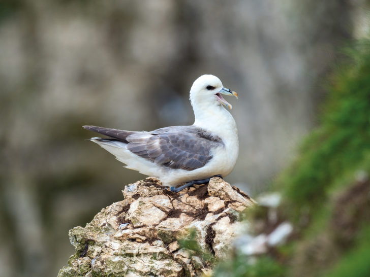 A fulmar seabird standing on a rock