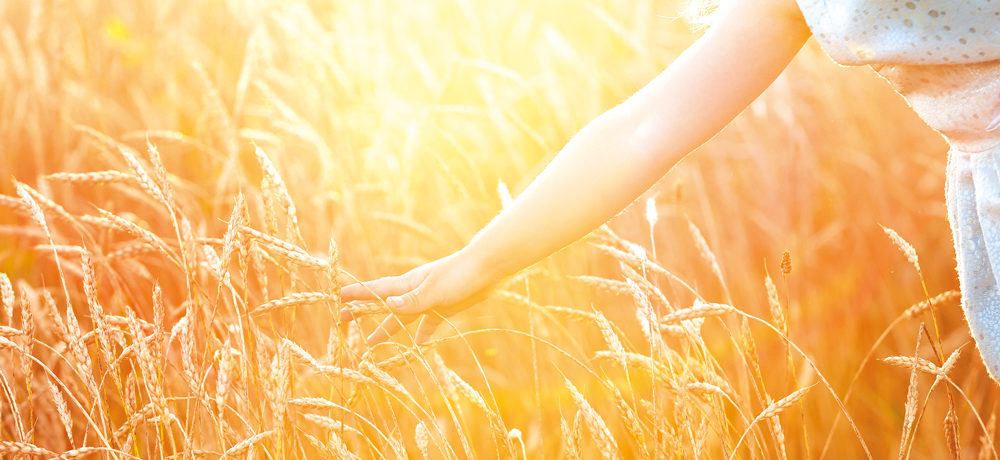 A hand reaching out to touch ripe wheat with bright sunshine in the background