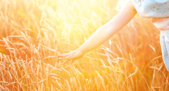 A hand reaching out to touch ripe wheat with bright sunshine in the background