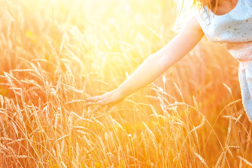 A hand reaching out to touch ripe wheat with bright sunshine in the background