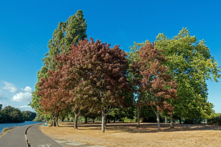 Trees in August changing colour early due to 'false autumn'