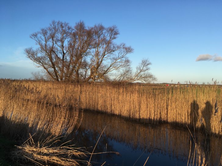 A view of wetlands in the Fens on an autumnal day