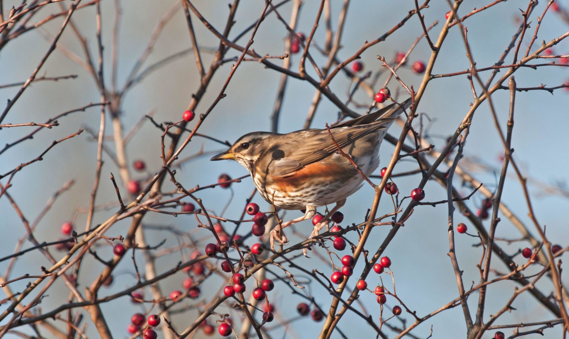 Redwing in a berry-laden hawthorn tree on a wintry day