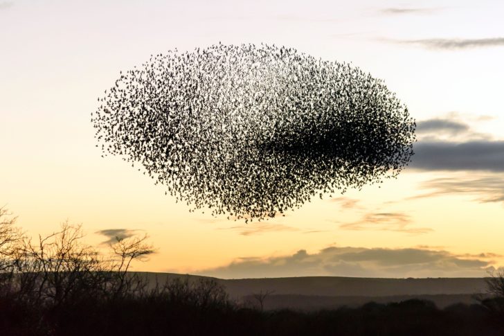 Murmuration of starlings at dusk in Shell Bay, Dorset