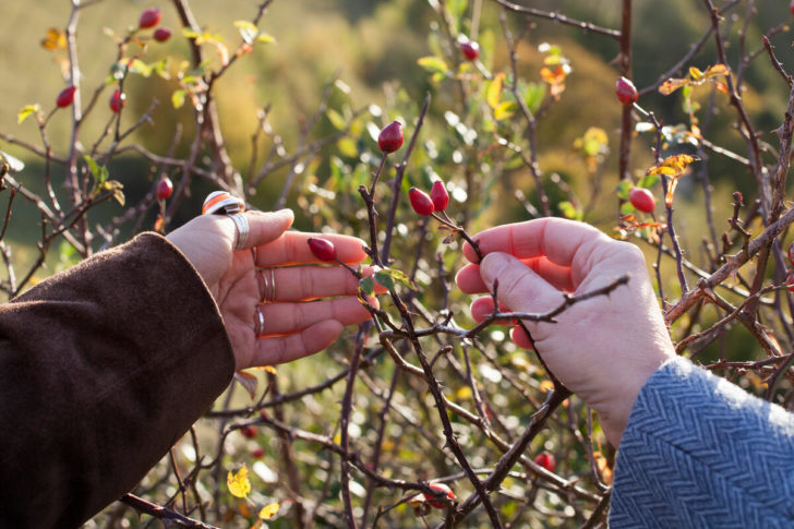 Women looking at a red berry hedge on a walk in the countryside