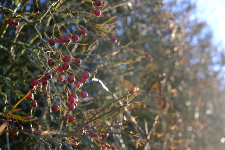 Rosehips on a hedgerow in winter