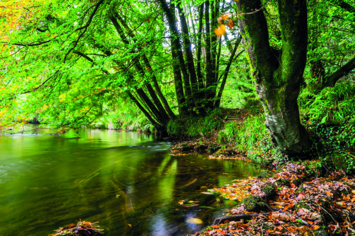 Shaded pond at Avon Valley Woods