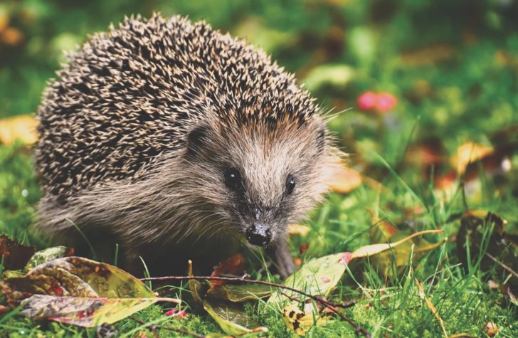 Hedgehog among fallen autumn leaves