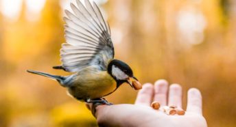 Hand extended with seeds, feeding a great tit