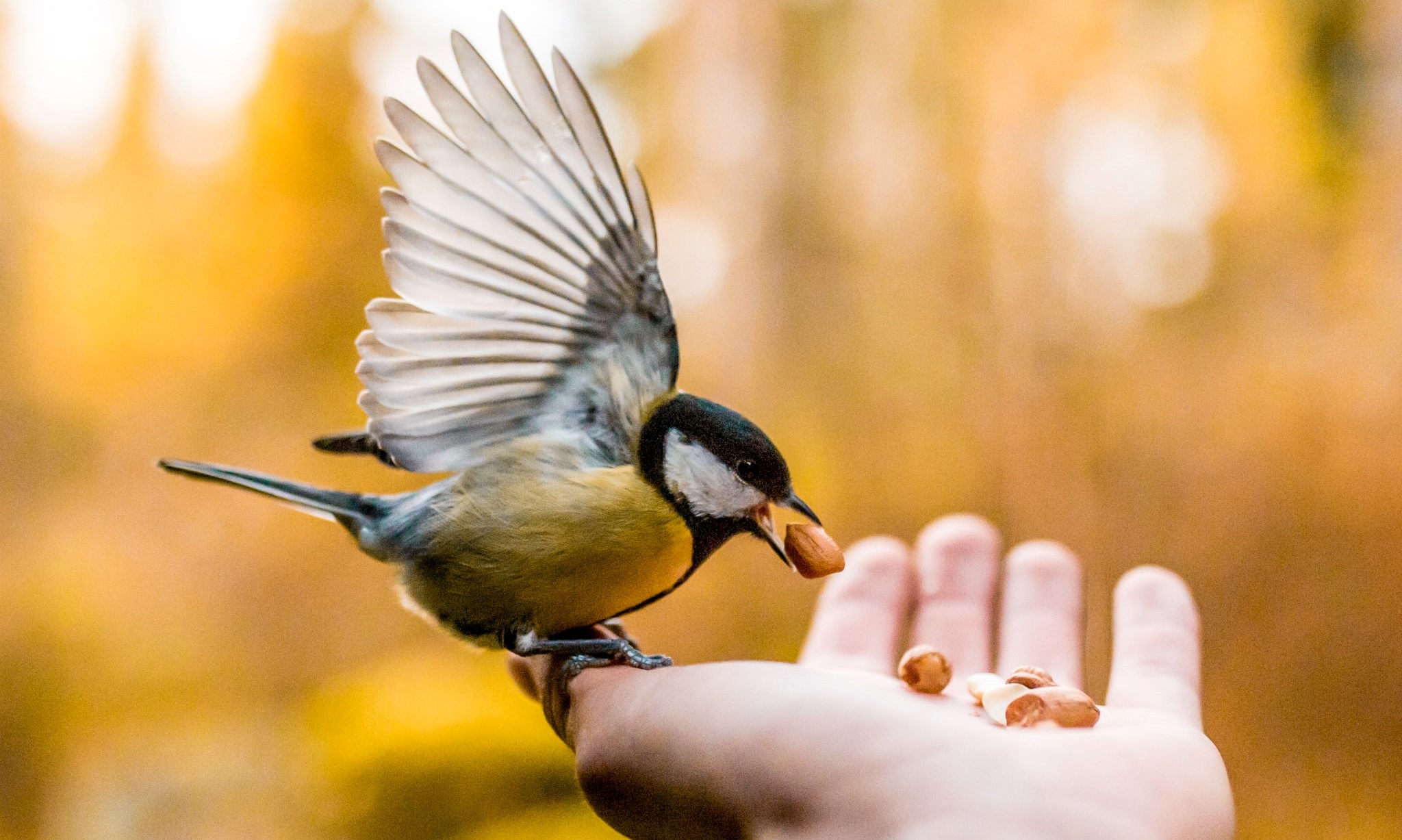Hand extended with seeds, feeding a great tit