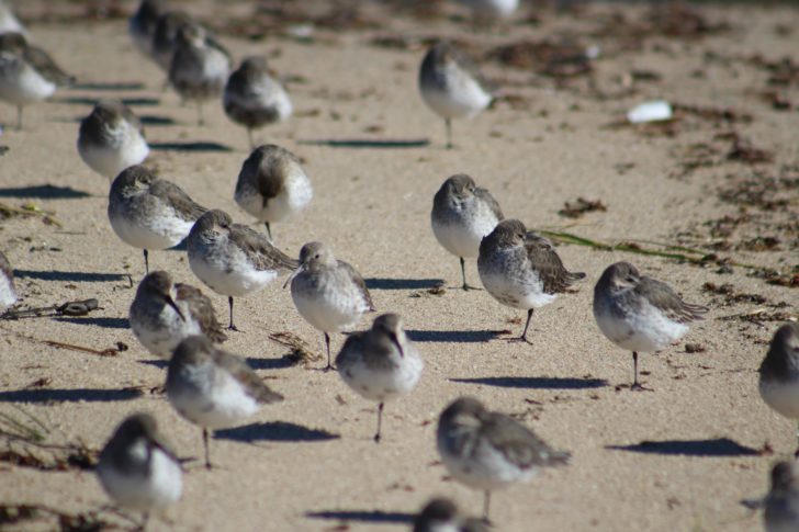 A group of dunlins resting on a beech