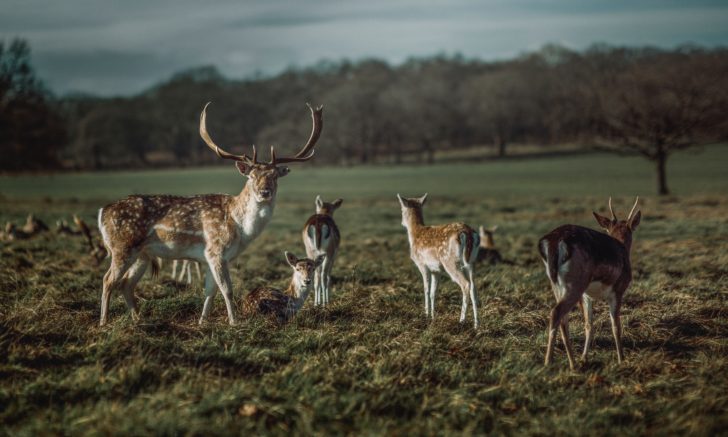 Fallow deer at Richmond Park