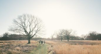 Walkers on a grassy path in London's Richmond Park