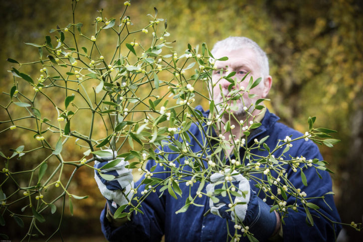 A man holding some mistletoe
