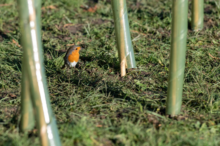 A robin on the ground between several newly planted hedgerows