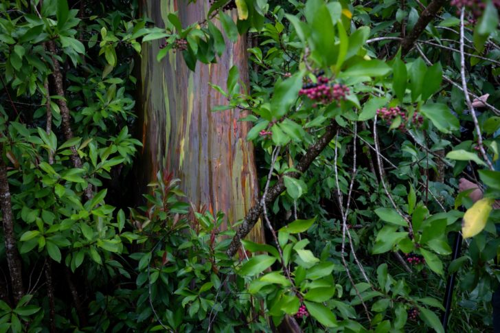 A rainbow eucalyptus surrounded by lush green foliage