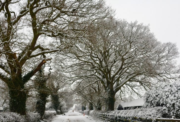 Deciduous trees along a lane covered in snow