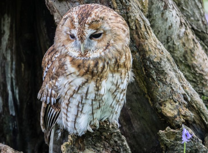 Tawny owl at the base of a tree with bluebells in foreground