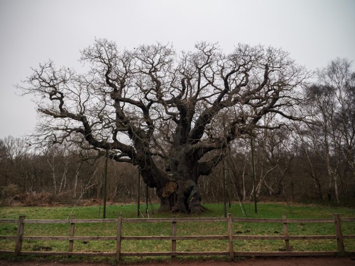 The Major Oak, a tree in Sherwood Forest