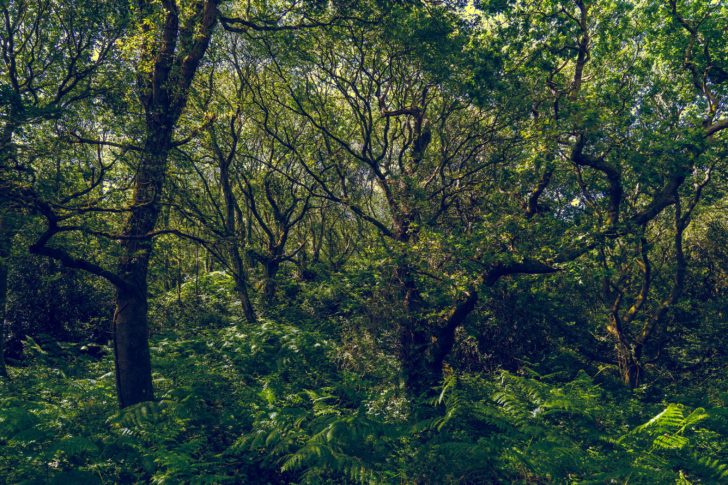 Lush, ancient woodland in Bournemouth