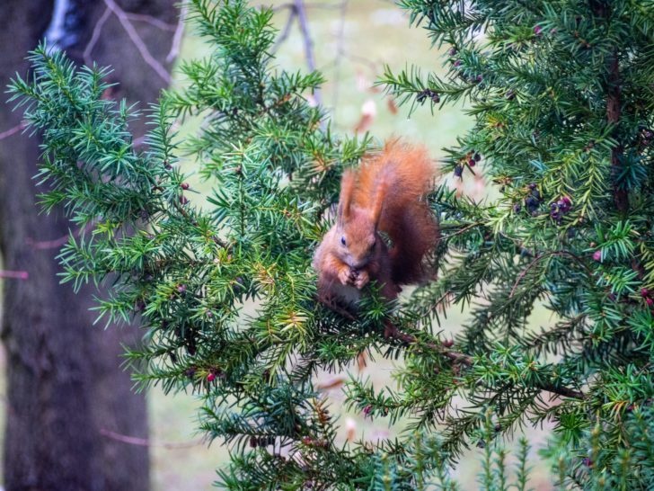 A red squirrel feeding on a yew tree