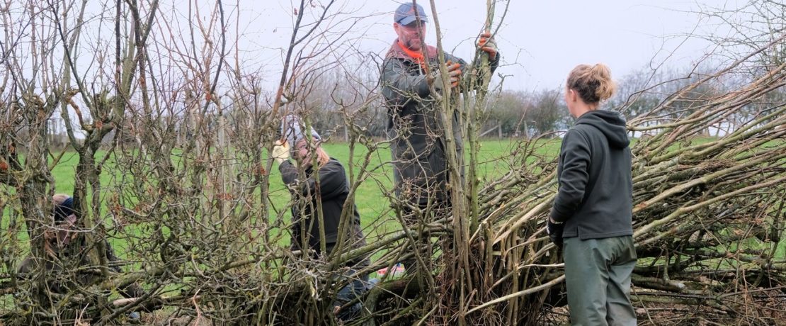 Young female farmers being shown how to lay hedges