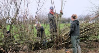 Young female farmers being shown how to lay hedges