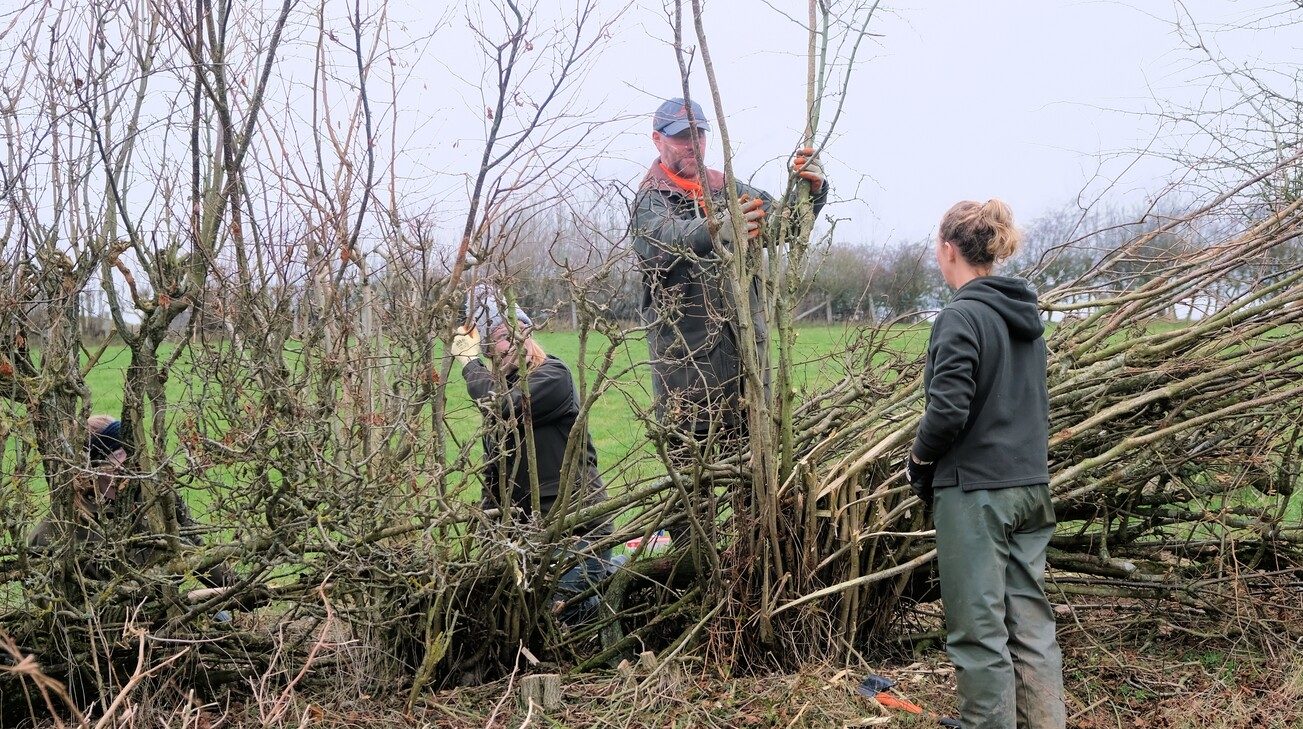 Young female farmers being shown how to lay hedges