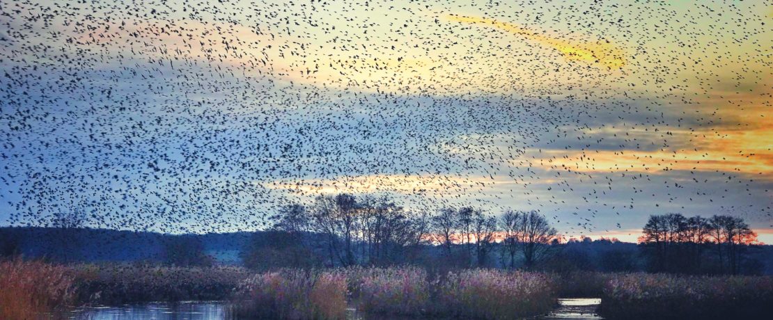 Starling murmuration at RSPB Ham Wall, Avalon Marshes, Somerset