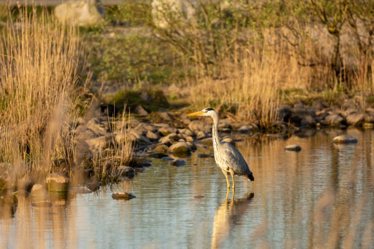 A grey heron in the shallows of a pond surrounded by reeds