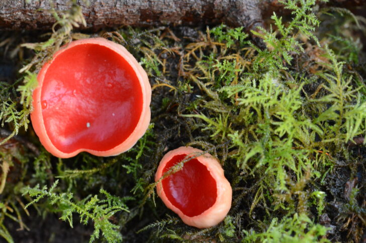 Two scarlet elf cup fruits growing on moss