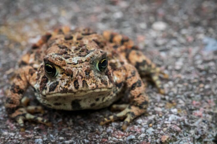 Close up of a toad stood on a road