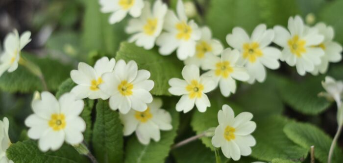 A cluster of primroses