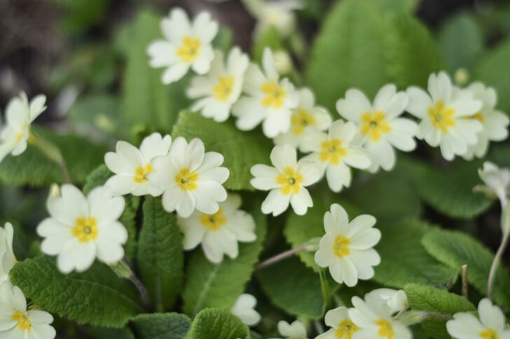 A cluster of primroses
