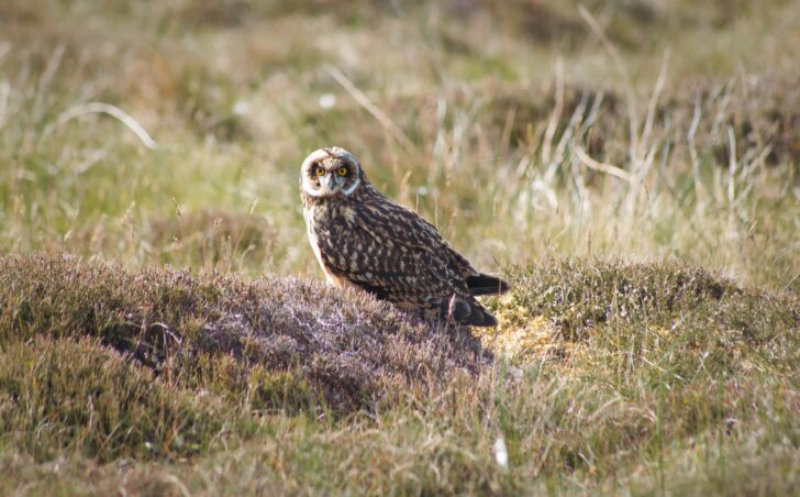 A short eared owl stood among grass and heather