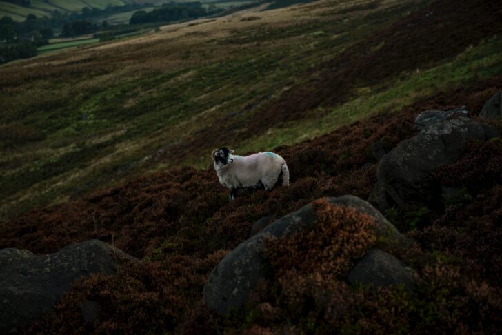 View over moorland in West Yorkshire with a sheep in the foreground