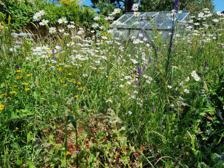 A small meadow rich with oxeye daisies and other plants