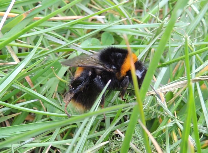 A bumblebee queen searching for a nest site in grass