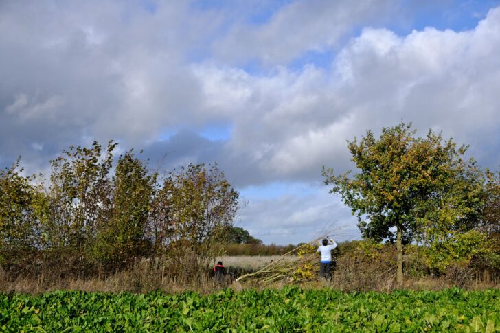 Hedgelaying at Cheshire Coppice Farm
