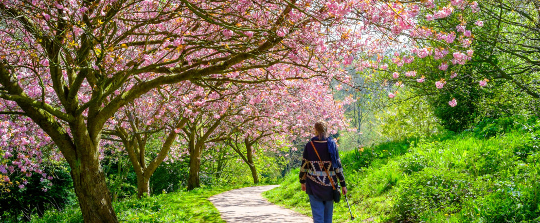 A woman walking along a path underneath a cherry blossom tree