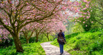 A woman walking along a path underneath a cherry blossom tree