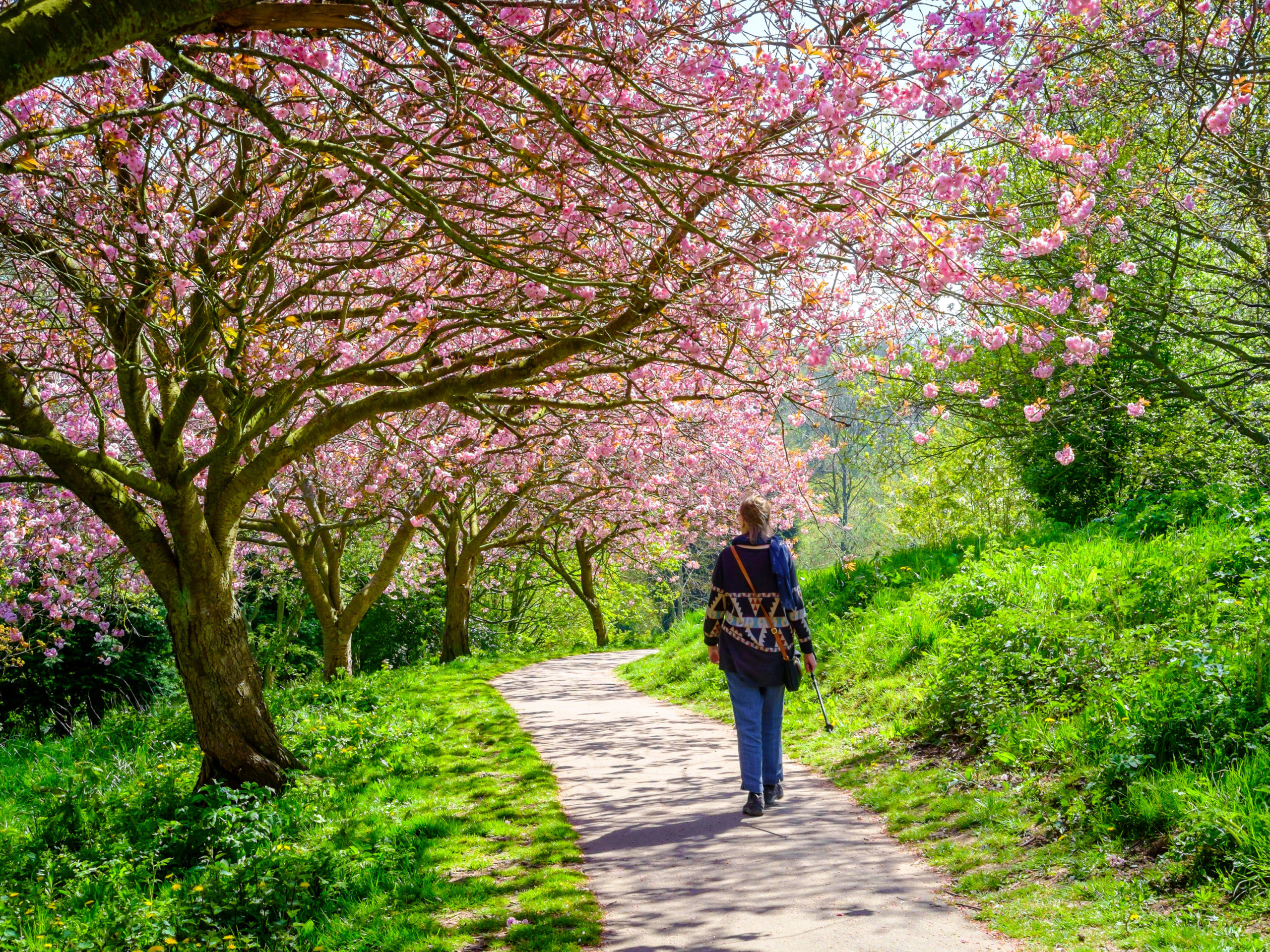 A woman walking along a path underneath a cherry blossom tree