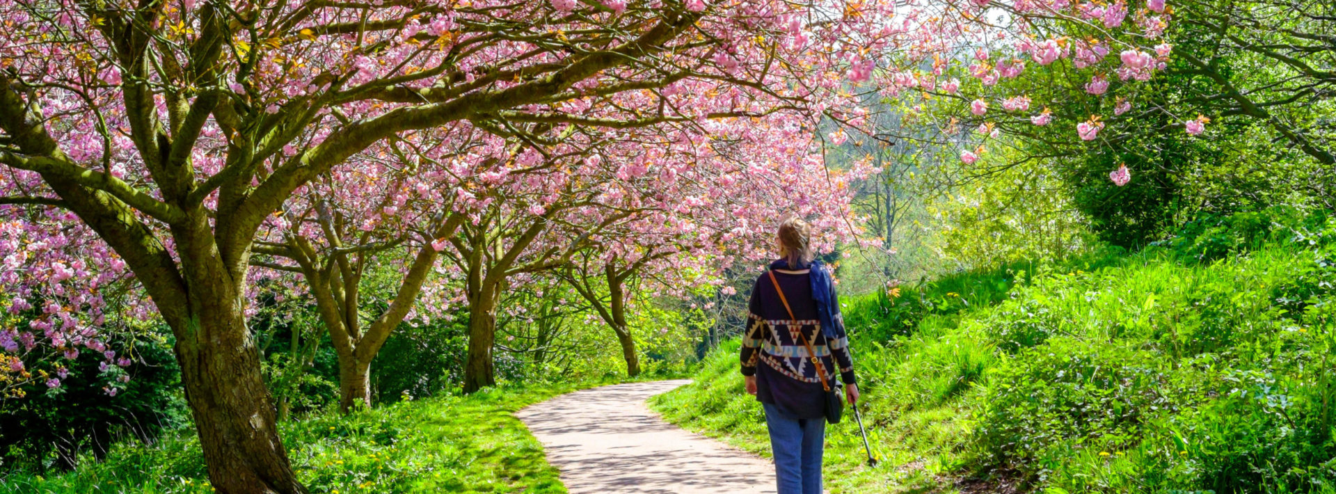 A woman walking along a path underneath a cherry blossom tree