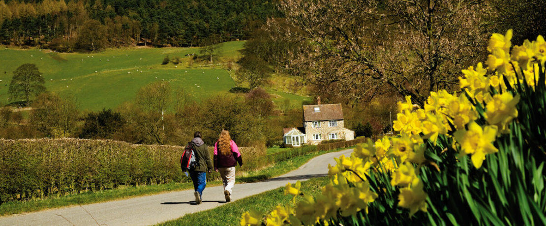 Two people walking along a country lane with daffodils in the foreground and the Kilburn White Horse landscape figure in the background