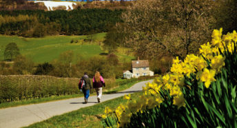 Two people walking along a country lane with daffodils in the foreground and the Kilburn White Horse landscape figure in the background