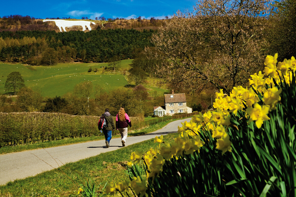 Two people walking along a country lane with daffodils in the foreground and the Kilburn White Horse landscape figure in the background