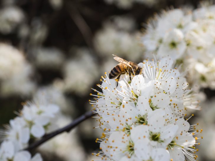 A bee on blackthorn blosson